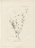 Title: b'Chorizema ilicifolia' | Date: 1800 | Technique: b'engraving, printed in black ink, from one copper plate'