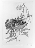 Artist: b'GRIFFITH, Pamela' | Title: b'Bloodwood Blossoms' | Date: 1989 | Technique: b'hardground-etching and aquatint, printed from one copper plate; additional hand-tinting' | Copyright: b'\xc2\xa9 Pamela Griffith'