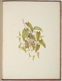 Artist: b'Meredith, Louisa Anne.' | Title: b'Some of my bush friends in Tasmania [end page]' | Date: 1860 | Technique: b'lithograph, printed in colour from multiple stones'