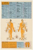 Artist: b'LITTLE, Colin' | Title: b'Acupressure first aid points' | Date: 1976 | Technique: b'screenprint, printed in colour, from four stencils'