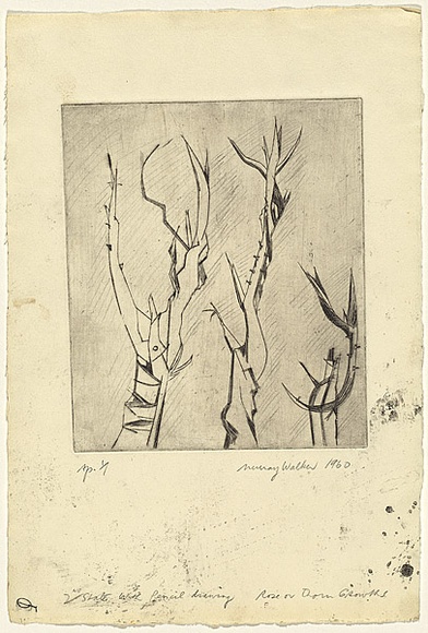 Artist: b'WALKER, Murray' | Title: b'Rose or thorn growths' | Date: 1960 | Technique: b'etching, printed in black ink, from one plate'