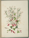 Artist: b'Charsley, Fanny Anne.' | Title: b'Kennedya prostrata, ricinocarpus pinifolius and thysanotus patersonii [fringe lily].' | Date: 1867 | Technique: b'lithograph, printed in black ink, from one stone; handcoloured'