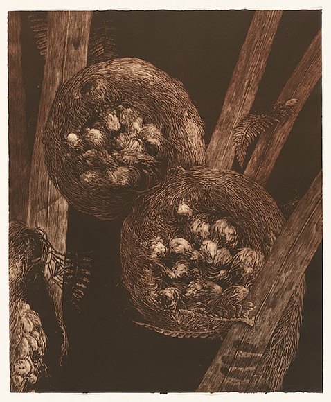 Artist: b'Mellor, Danie.' | Title: b'Cyathea Cooperi' | Date: 2004 | Technique: b'mezzotint, printed in brown ink, from one plate'