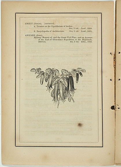 Title: b'not titled [billardiera longiflora].' | Date: 1861 | Technique: b'woodengraving, printed in black ink, from one block'