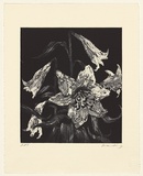 Artist: Harding, Nicholas. | Title: not titled [lily with four buds] | Date: 2004 | Technique: aquatint and sugar-lift, printed in black ink, from one plate