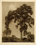 Artist: LINDSAY, Lionel | Title: The great red gum | Date: 1922 | Technique: spirit-aquatint, printed in brown ink, from one plate | Copyright: Courtesy of the National Library of Australia