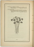 Title: b'not titled [utlicularia speciosa].' | Date: 1861 | Technique: b'woodengraving, printed in black ink, from one block'