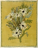 Artist: b'OGILVIE, Helen' | Title: b'Flannel flower' | Technique: b'linocut, printed in colour, from multiple blocks'