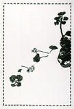 Artist: b'Palmer, Joan.' | Title: b'Geraniums' | Date: 1971 | Technique: b'lithograph, printed in black ink, from one stone'