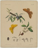 Artist: Scott, Helena. | Title: Antheraea simplex. | Date: c.1865 | Technique: lithograph, printed in black ink, from one stone; hand-coloured