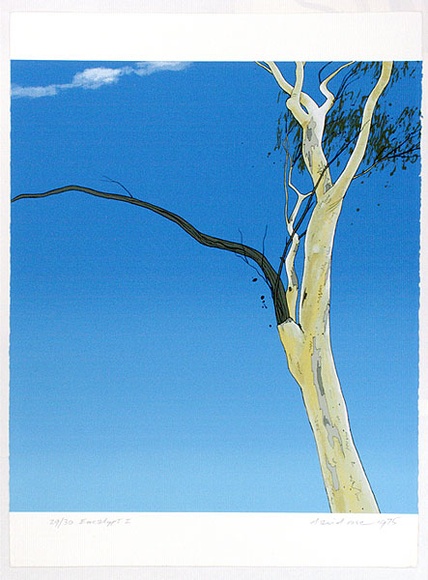 Artist: b'Rose, David.' | Title: b'Eucalypt I' | Date: 1975 | Technique: b'screenprint, printed in colour, from multiple stencils'