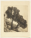 Artist: b'Bullock, Myra.' | Title: b'Sheoaks.' | Date: c.1930 | Technique: b'etching, printed in brown ink with plate-tone, from one plate'