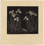 Artist: b'LINDSAY, Lionel' | Title: b'Flag lillies' | Date: 1925 | Technique: b'wood-engraving, printed in black ink, from one block' | Copyright: b'Courtesy of the National Library of Australia'