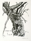 Artist: MILLER, Max | Title: Tree, branches | Date: 1971 | Technique: wood-engraving, printed in black ink, from one block