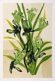 Artist: letcher, William. | Title: Kangaroo paw. | Date: 1979 | Technique: screenprint, printed in colour, from multiple stencils | Copyright: With the permission of The William Fletcher Trust which provides assistance to young artists.