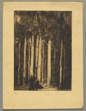 Artist: b'Coleman, Constance.' | Title: b'(Forest).' | Date: c.1944 | Technique: b'aquatint and etching, printed in brown ink with plate-tone with wiped highlights, from one plate'