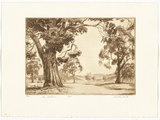 Artist: b'PLATT, Austin' | Title: b'Gum pastures' | Date: 1945 | Technique: b'etching, printed in black ink, from one plate'