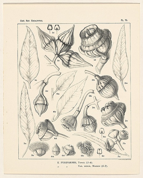 Artist: b'Flockton, Margaret Lilian.' | Title: b'Eucalyptus pyriforms.' | Date: c.1900 | Technique: b'lithograph, printed in green ink, from one plate'