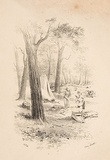 Artist: GILL, S.T. | Title: Iron Bark. | Date: 1852 | Technique: lithograph, printed in black ink, from one stone