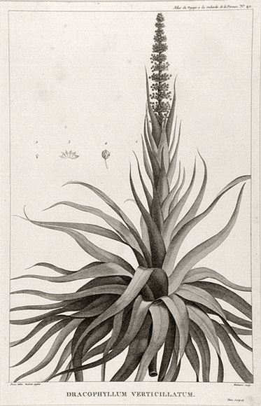 Title: b'Dracophyllum verticillatum' | Date: 1800 | Technique: b'engraving, printed in black ink, from one copper plate'