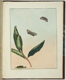 Artist: Lewin, J.W. | Title: Tortrix australana | Date: 08/05/1803 | Technique: etching, printed in black ink, from one copper plate; hand-coloured
