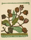 Artist: b'OGILVIE, Helen' | Title: b'Greeting card: Christmas, Eucalypt seed pods' | Technique: b'linocut, printed in colour, from multiple blocks'