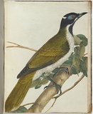 Artist: Lewin, J.W. | Title: Blue face honeysucker. | Date: 27 February 1805 | Technique: etching, printed in black ink, from one copper plate; hand-coloured