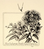 Artist: b'Twigden, Blake.' | Title: b'Bookplate: Pat Corrigan (Gum blossom)' | Date: 1976 | Technique: b'offset-lithograph, printed in black ink'