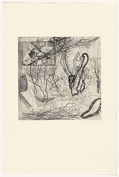 Artist: b'Irving, Julie.' | Title: b'not titled [insect]' | Date: 1996 | Technique: b'etching, printed in black ink, from one copper plate'