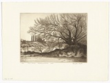Artist: PLATT, Austin | Title: Tree study, Richmond river | Date: 1978 | Technique: etching, printed in black ink, from one plate