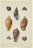 Artist: b'Scott, Helena.' | Title: b'New Australian and S.W. Pacific shells.' | Date: 1871 | Technique: b'lithograph, printed in colour, from multiple stones'
