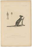 Title: Kanguroo d'Aroé, jeune mâle [Kangaroo from Aroa, young male] | Technique: engraving, printed in black ink, from one plate