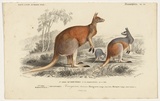 Title: Kangurou laineux [Woolly kangaroo] | Date: 1839 | Technique: engraving, printed in black ink, from one copper plate; hand-coloured