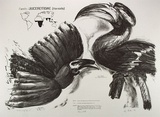 Artist: Loder, Liz. | Title: Hornbills | Date: 1986 | Technique: lithograph, printed in black ink, from one stone