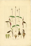 Artist: b'Bauer, Ferdinand.' | Title: b'Chiloglottis diphylla.' | Date: 1806-13 | Technique: b'engraving, printed in colour, from one plate; hand-coloured; letterpress'