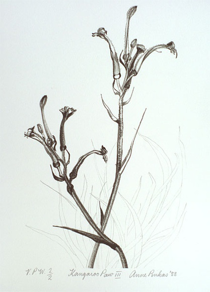 Artist: b'Pinkas, Anne.' | Title: b'Kangaroo paw III' | Date: 1988 | Technique: b'offset-lithograph, printed in dark green ink, from one stone'