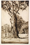 Artist: b'Ragless, Max.' | Title: b'The red gum' | Date: 1933 | Technique: b'drypoint, printed in brown ink with plate-tone, from one plate' | Copyright: b'\xc2\xa9 Max Ragless'