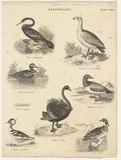 Title: Ornithology: Black swan and Cape Barren goose | Date: c.1860 | Technique: engraving, printed in black ink, from one copper plate