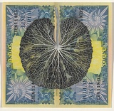 Artist: b'HALL, Fiona' | Title: b'Centella asiatica - Gotu kola (Indonesian currency)' | Date: 2000 - 2002 | Technique: b'gouache' | Copyright: b'\xc2\xa9 Fiona Hall'