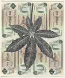 Artist: b'HALL, Fiona' | Title: b'Ceiba pentandra - Kapok (Guyanese currency)' | Date: 2000 - 2002 | Technique: b'gouache' | Copyright: b'\xc2\xa9 Fiona Hall'