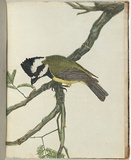 Artist: b'Lewin, J.W.' | Title: b'Crested shrike.' | Date: 1803-1805 | Technique: b'etching, printed in black ink, from one copper plate; hand-coloured'