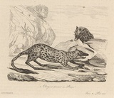 Title: Dasyures dévorant un phoque [Quolls devouring a seal] | Date: 1835 | Technique: engraving, printed in black ink, from one steel plate