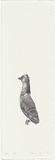 Artist: b'Pilgrim, Catherine.' | Title: b'not titled [pigeon]' | Date: 1999, February | Technique: b'lithograph, printed in black ink, from one stone'