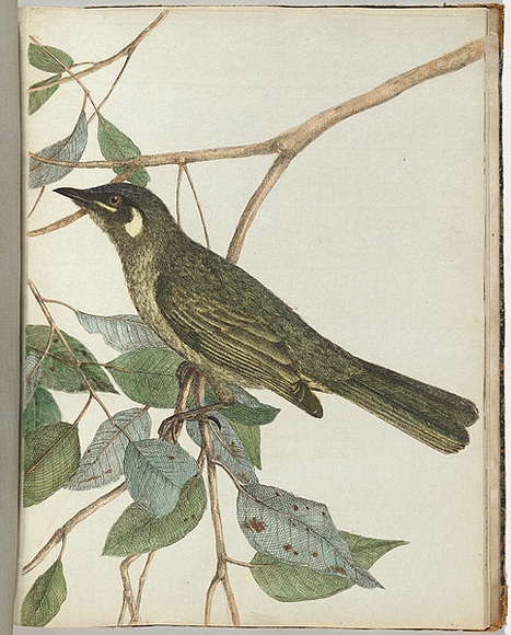 Artist: b'Lewin, J.W.' | Title: b'Yellow ear honeysucker.' | Date: 1803-1805 | Technique: b'etching, printed in black ink, from one copper plate; hand-coloured'