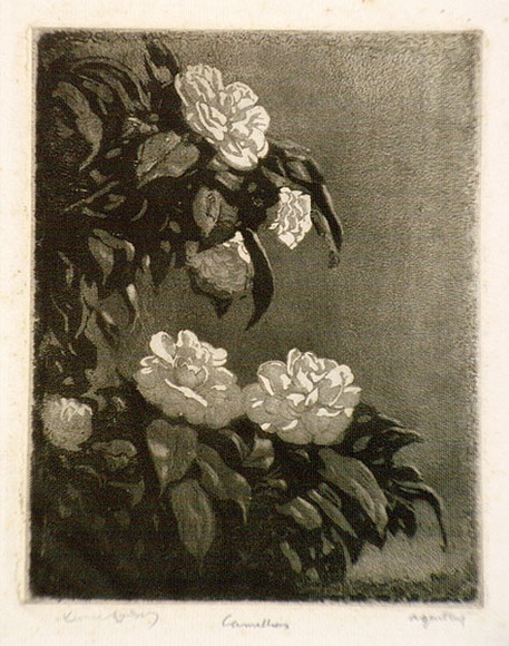Artist: b'LINDSAY, Lionel' | Title: b'Camellias' | Date: 1922 | Technique: b'spirit-aquatint, printed in black ink, from one plate' | Copyright: b'Courtesy of the National Library of Australia'