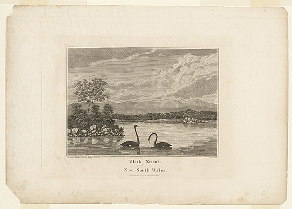 Title: b'Black swans of New South Wales.' | Date: 1817-19 | Technique: b'engraving, printed in black ink, from one copper plate'