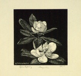 Artist: b'LINDSAY, Lionel' | Title: b'Magnolias' | Date: 1924 | Technique: b'wood-engraving, printed in black ink, from one block' | Copyright: b'Courtesy of the National Library of Australia'