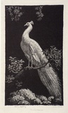 Artist: b'LINDSAY, Lionel' | Title: b'The white Peacock' | Date: 1924 | Technique: b'wood-engraving, printed in black ink, from one block' | Copyright: b'Courtesy of the National Library of Australia'