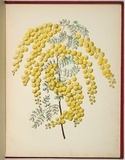 Artist: b'WALKER, Annie' | Title: b'Acacia spectabilis [mudgee wattle].' | Date: 1887 | Technique: b'lithograph, printed in black ink, from one stone; hand-coloured'