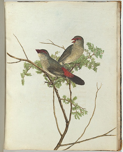Artist: b'Lewin, J.W.' | Title: b'Common grossbeak.' | Date: 30 January 1805 | Technique: b'etching, printed in black ink, from one copper plate; hand-coloured'